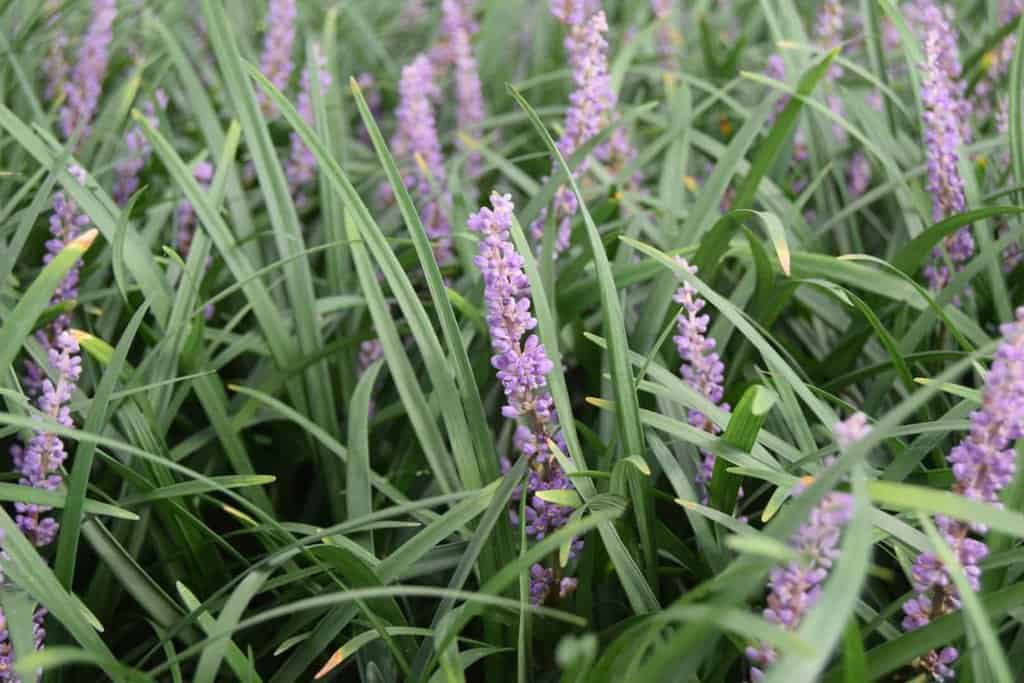 Liriope muscari ---